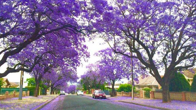 There are concerns healthy jacaranda trees could be axed under an Unley Council plan to replace 2000 trees by 2019.