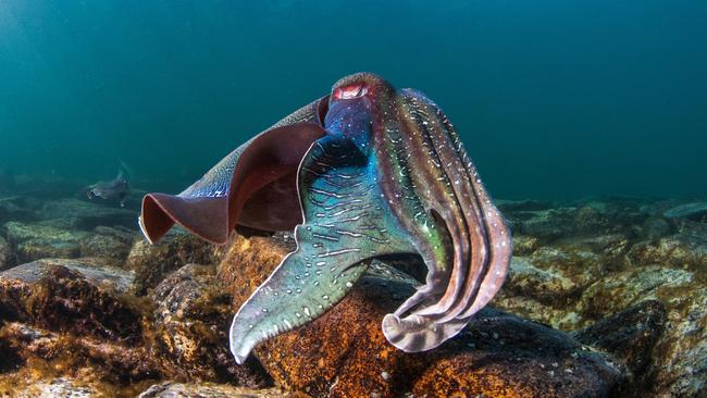 A giant cuttlefish at Stony Point on the Eyre Peninsula. Picture: Carl Charter / SATC