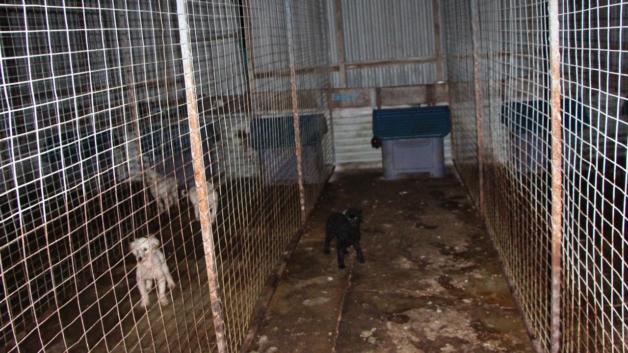 Dogs bred by puppy farmers can live in horrific conditions. Picture: Oscar’s Law