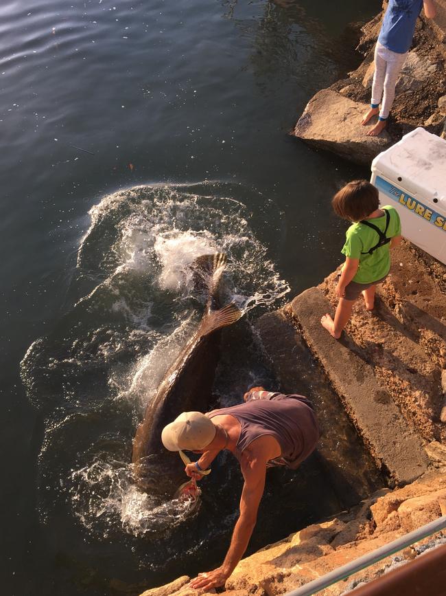 Thomas Anderson and Monty Smith with Richard the grouper during a high tide feeding session at the Cook’s Landing Kiosk. .