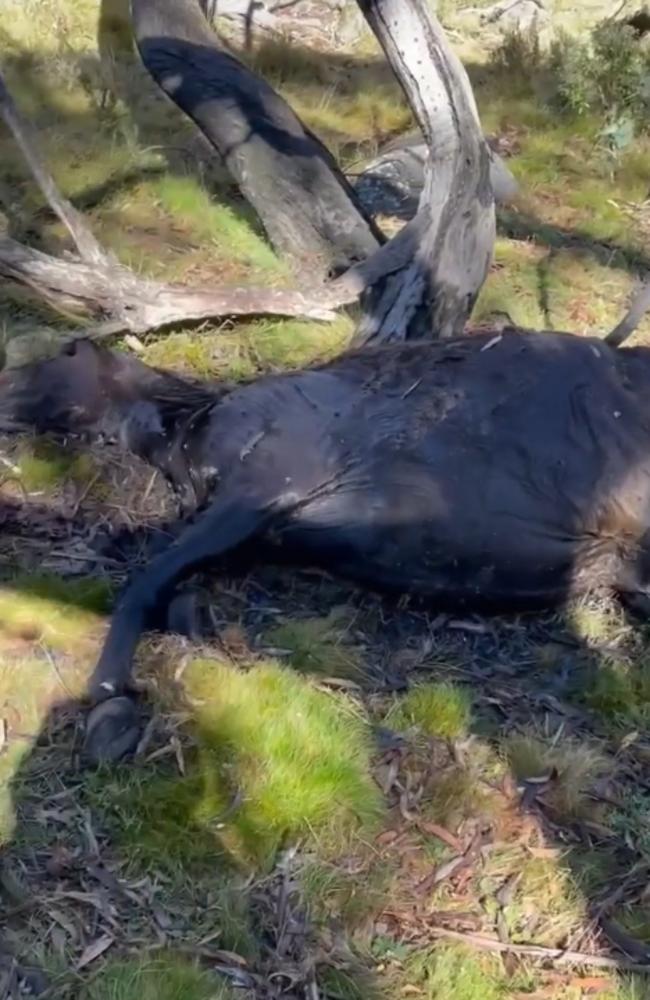 A horse with what appears to be one bullet hole after aerial shooting commenced inside Kosciuszko National Park.