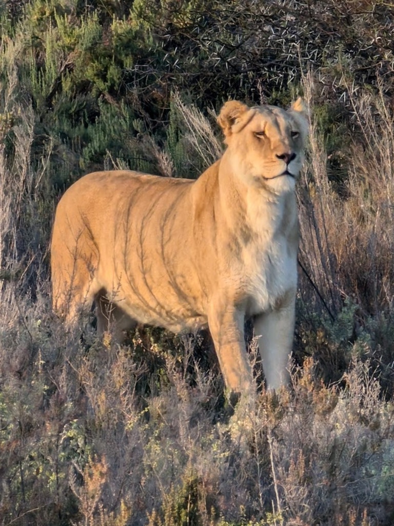 It was also magical to see all the other animals roaming the reserve. Picture: News.com.au