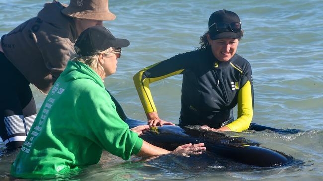 A huge rescue effort in WA’s southwest saved more than 200 pilot whales from being stranded on a WA beach. Photo: Mick Marlin