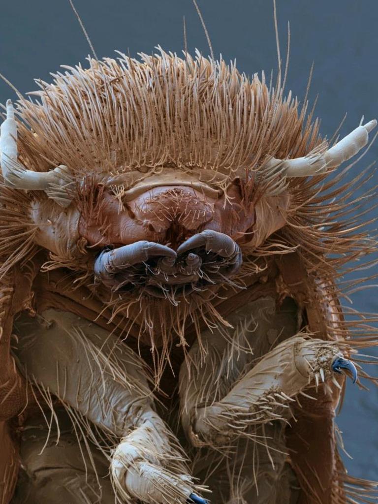 Complete with horns, the brown carpet beetle larva looks just like a buffalo, or perhaps a woolly mammoth. Picture: Eye of Science/Science Photo Library