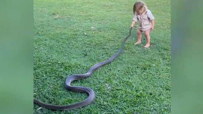 2yo Territory ‘legend’ wrangles massive python