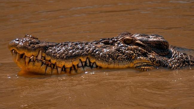 A croc in Corroboree Billabong. Picture: Tommy Hayes via Instagram