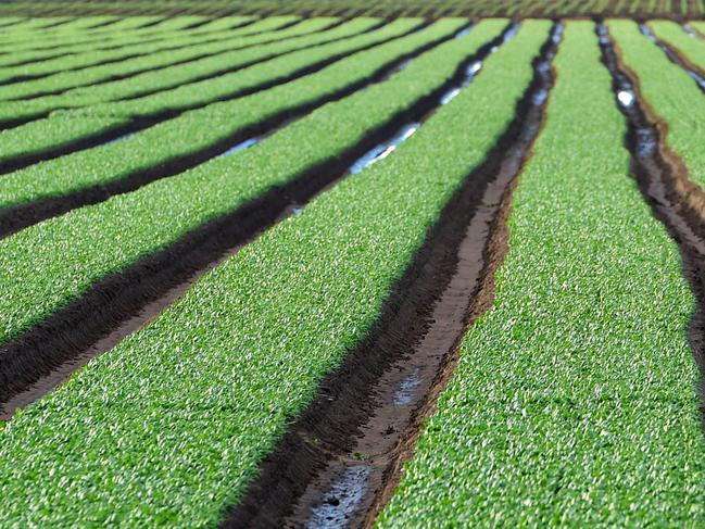 Workers on farms in LindenowMigrant workers on fruit and vegetable farms. Market gardens. Generic farm.Pictured: Agricultural landscape at Lindenow. PICTURE: ZOE PHILLIPS