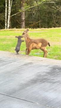 Real life Bambi and Thumper hang out together