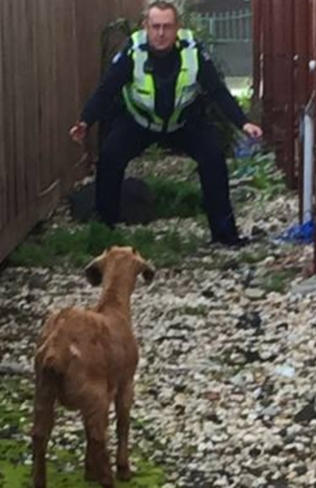 A Sunshine police officer readies to snatch the offending goat. Picture: Victoria Police