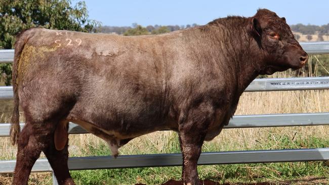 The junior champion bull at the Shorthorn National Show and Sale in Dubbo NSW has made a high of $106,000 for Malton Shorthorns. Picture: <a href="https://urldefense.com/v3/__http:/studstocksales.com__;!!F0Stn7g!G5l2lxhQXk5UhBFVJzLJqPd31f_i_yG1dQWdy9AIfF_Uoi25C6pmIP_URWPeBVjJH1-YW-dY0G-DiF4Ekh7H9h7G$" target="_blank">studstocksales.com</a>