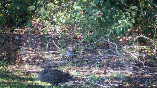 The Latham Snipe at Black Swan Lake.