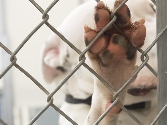 Dog paw closeup from inside a dog shelter kennel. Cage is chain link. The pink paw has cute black spots. puppy farm generic istock