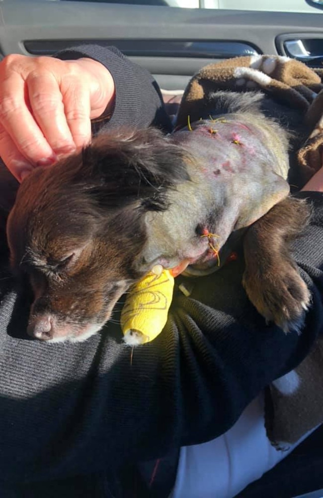 Two dogs were attacked by another dog in their own yard at Newport.