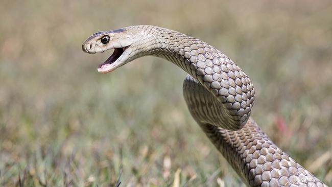 A young boy was rushed to hospital in a life-threatening condition on Sunday morning after being bitten by a snake in Central Queensland.