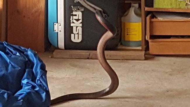 Snakes - Campbelltown City Council
