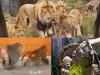 Greatest animal escapes in Sydney of all time