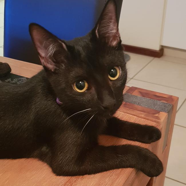 Onyxia doesn’t like to abide by the ‘stay off the table’ rule. Picture: Melissa Yost