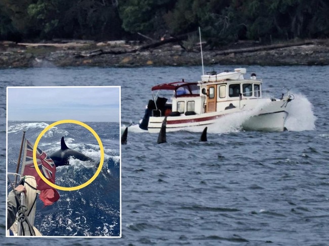 There has been and increase on orca attacks on boats.