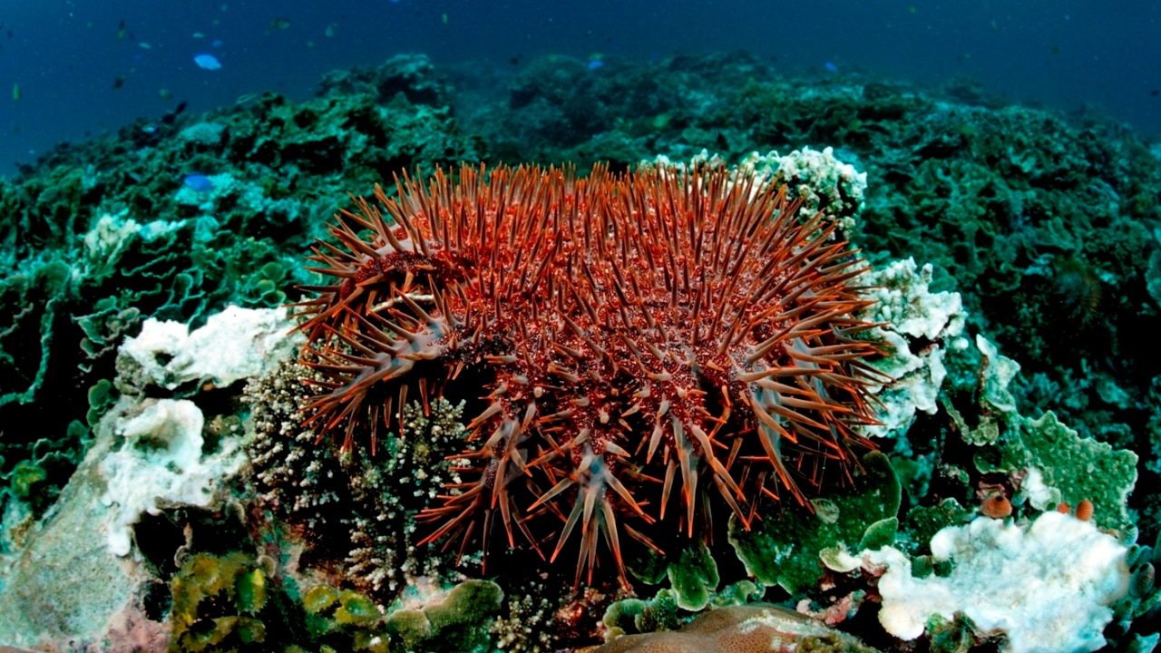 Labor will ‘protect’ and ‘restore’ the Great Barrier Reef