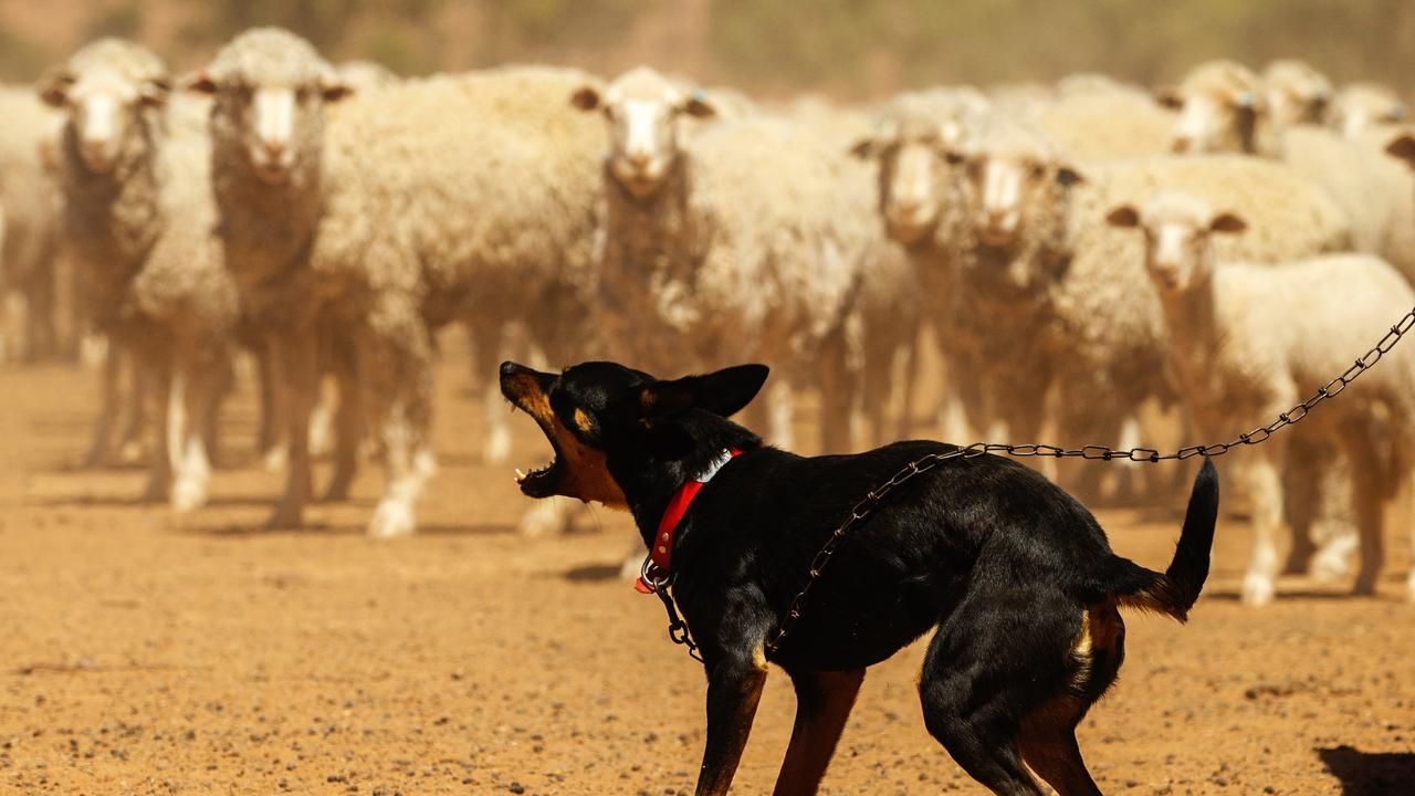 Farmers and community members feel angry and disappointed with the mismanagement of the Murray Darling Basin. Picture: Getty Images