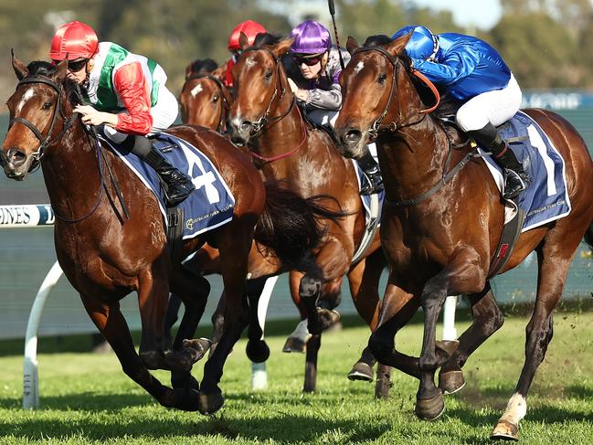 Tom Kitten (right) is a short-priced favourite in the Spring Champion Stakes.