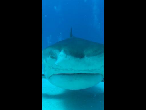 Cheeky shark steals scuba diver's camera 