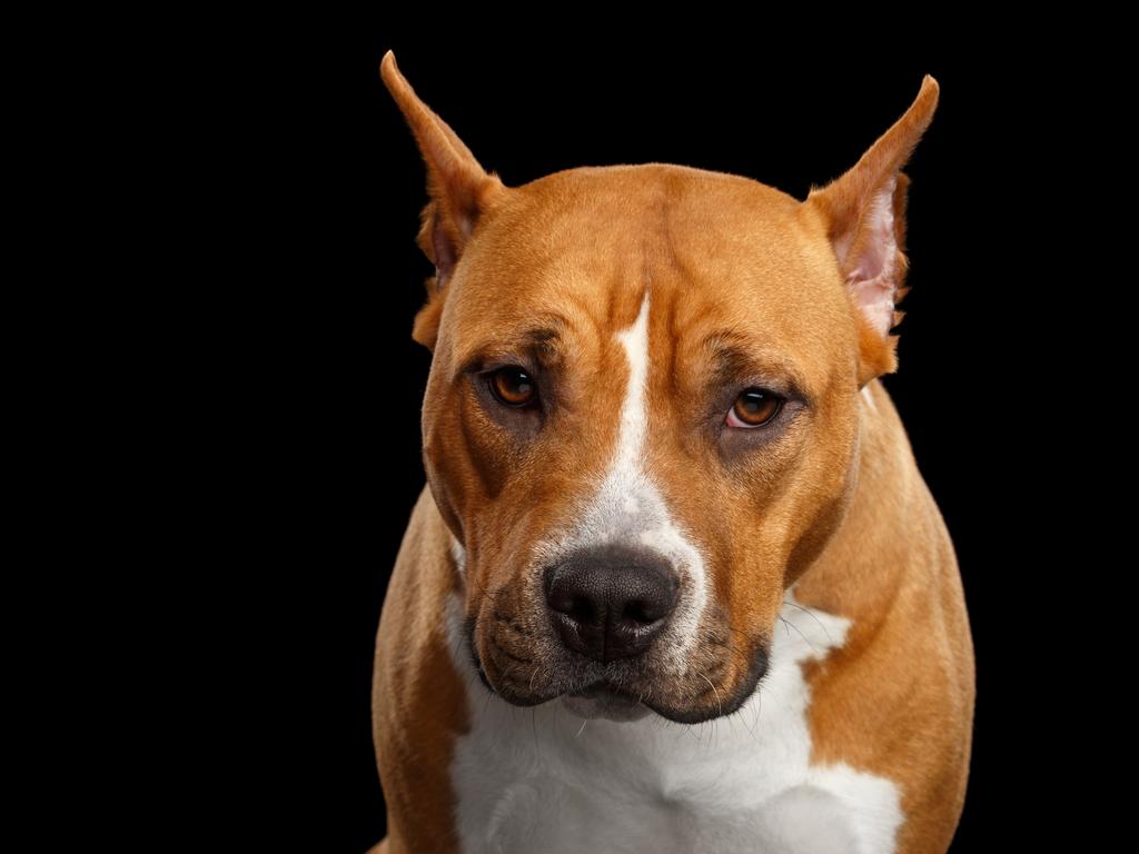 The American Staffordshire Terrier ranks highly in the NT. Its strength, loyalty, and protective nature appeal to owners looking for a dependable guard dog and family pet. Picture: Supplied