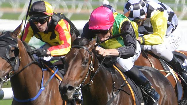 The Chosen One is a good shot in the Ladbrokes Feehan Stakes. Picture: AAP Image/Simon Bullard