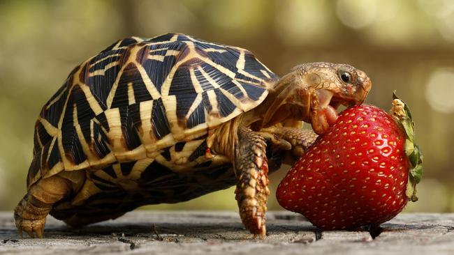 DAILY TELEGRAPH MARCH 12, 2024. EMBARGOED FOR THE DAILY TELEGRAPH, PLEASE CONTACT PIC EDITOR NICOLA AMOROS BEFORE PUBLISHING. Indian star tortoise Tiny Tim enjoying a strawberry as a birthday treat ahead of his second birthday this Friday at the Australian Reptile Park in Somersby. Picture: Jonathan Ng