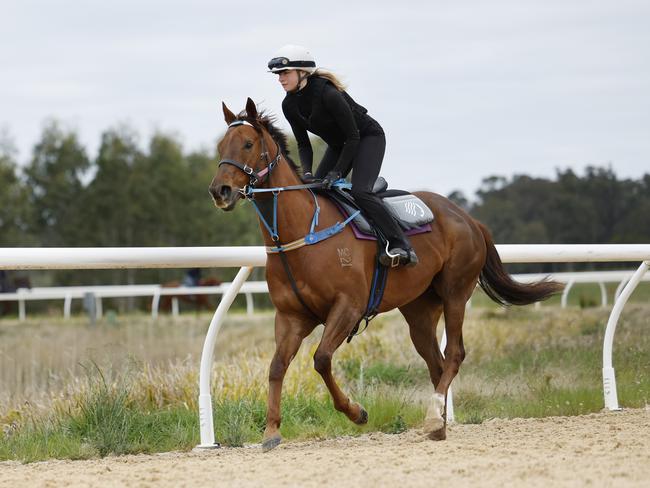 Pictured at the Ciaron Maher stables near Moss Vale is 2024 Everest runner Bella Nipotina with rider Saige Garrod. Picture: Richard Dobson