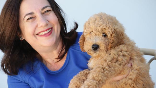 Premier Annastacia Palaszczuk with her dog. Picture: Jamie Hanson