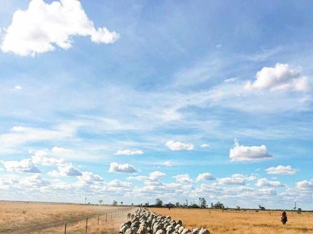 Mustering photo from Zoe's time working in the beef industry.