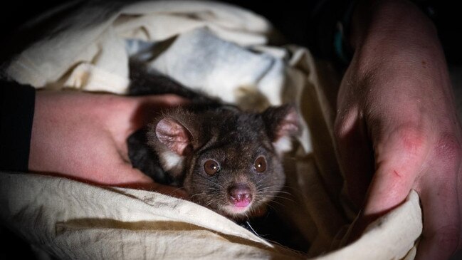 The greater glider was last year uplisted by the federal government. Picture: WWF-Australia / Oliver Risi