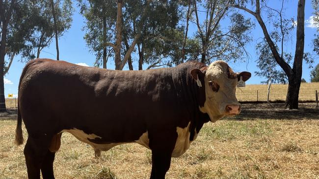 The top-priced bull at Injemira Beef Genetics, Book Book in southern NSW was Injemira Patriarch T340 (PP), sired by Bowen Patriarch P017 (AI) (ET) (PP) from Injemira Happy Day J042 (P). He went under the hammer for $75,000. Picture: Nikki Reynolds