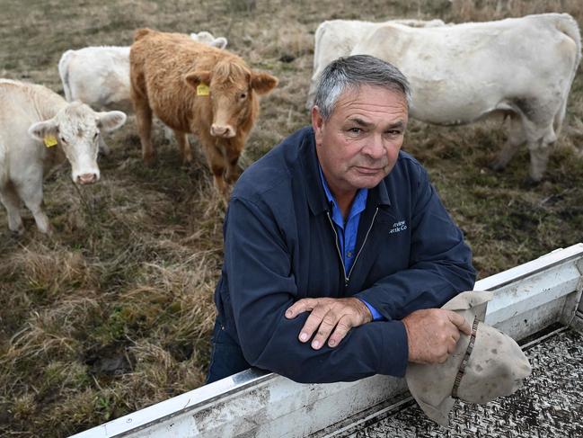 01/07/2022: Grazier Ian Bebbington with his charolais cattle on his property Mountview at Cambooya south of Toowoomba. Ian is extremely concerned that Foot and Mouth disease has now been found on AustraliaÃ¢â¬â¢s doorstep in Bali. Lyndon Mechielsen/The Australian