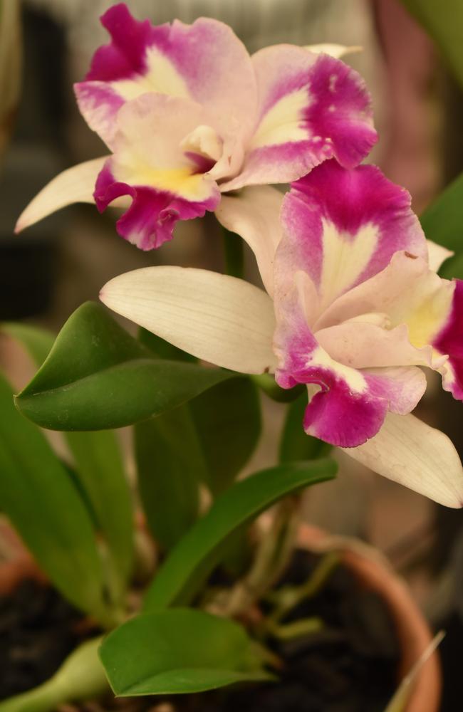 A Cattleya Marie Song orchid. Photo: Janessa Ekert