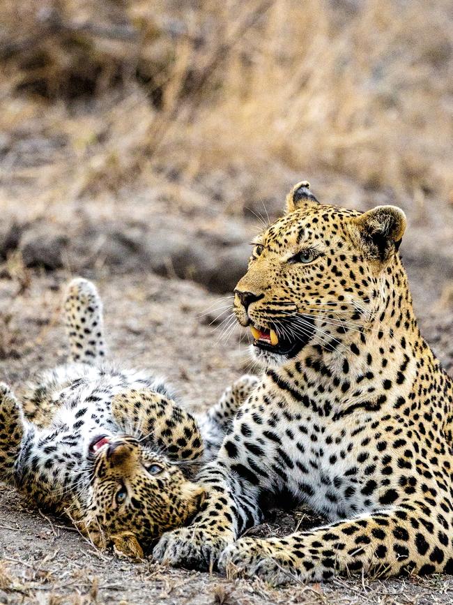 Cheetahs in Greater Kruger National Park. Picture: supplied.