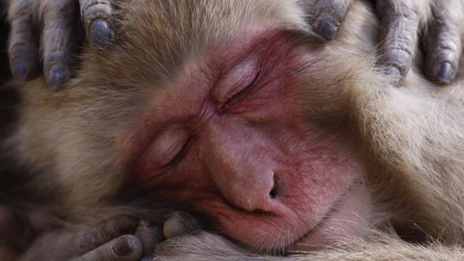 Photo by Lance McMillan / National Geographic Nature Photographer of the Year contestMacaque MaintenanceA macaque being groomed at the Jigokudani snow monkey park in Japan. The Jigokudani snow monkey park has become a major tourist hot spot, attracting visitors from all over the world hoping to get a glimpse of these amazing creatures huddled together in hot springs. But because of the warmer than usual weather during this time, the macaques were frequently found lazing about on some nearby rocks instead of spending much of their time keeping warm in hot springs.