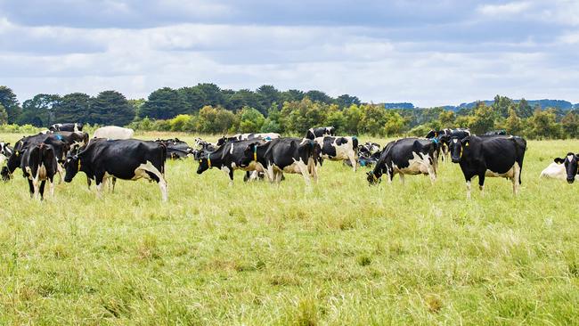 DAIRY: Renee Mugavin dairy workerRenee Mugavin dairy worker who won a grand prize of a trip to the Netherlands at the Young Farmers Ball.PICTURED: Stock Photo. Dairy farm. Dairy cows. Holstein cows. Generic Farm.Picture: Zoe Phillips