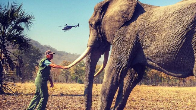Harry’s Instagram post of a conservation worker with an elephant cropped out the elephant’s rear legs. Picture: Instagram.