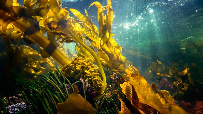 Seaweed in Tasmanian waters. Supplied by Marinova