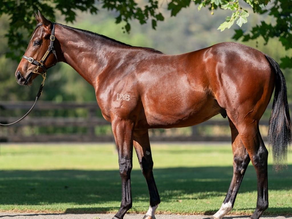 The record-breaking I Am Invincible x Anaheed colt sold at the 2023 Magic Millions. Picture: Magic Millions