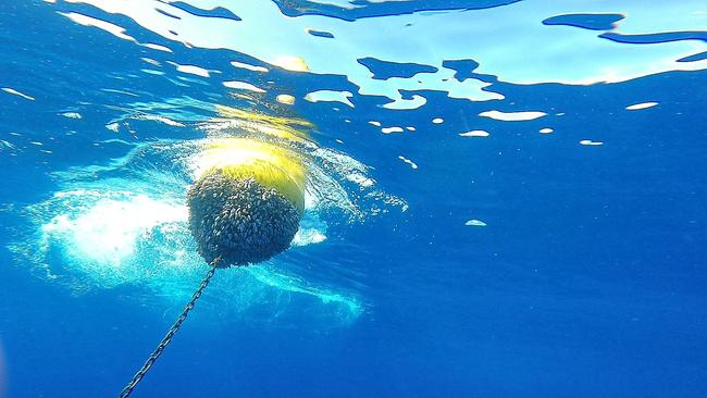 The Terrigal fish aggregating device (FAD) has been redeployed after being removed for cleaning. Picture: supplied