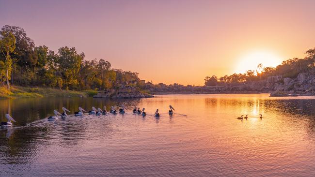 A rookery of pelicans at Dumbleton Weir. Picture: Rebecca Grant