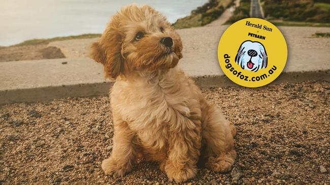 Luna, a toy Cavoodle, was adopted at 10 weeks old as the previous owner couldn’t keep her. At 13 weeks, she is now the queen of Elwood. Picture: Marcus Glenister