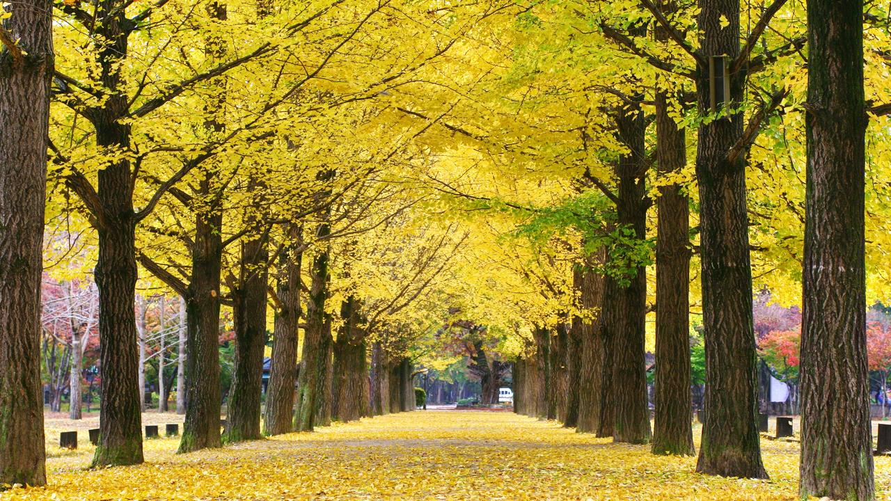 South Korea’s scariest tourist attraction: Zipline on Nami Island ...