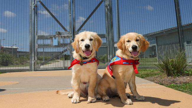 Twelve week-old golden retrievers Brooklyn and Bambi are part of the Clarence Correctional Centre’s assistance pups program. Picture: Dylan Coker.S