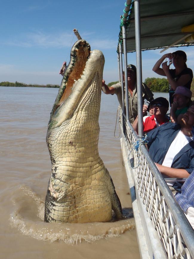 2011: This picture of the famed Brutus made the front page with the headline ‘Yes, it’s real’. It was taken by NT News photographer Katrina Bridgeford in her own time when she was on a jumping croc cruise on the Adelaide River with her sons.