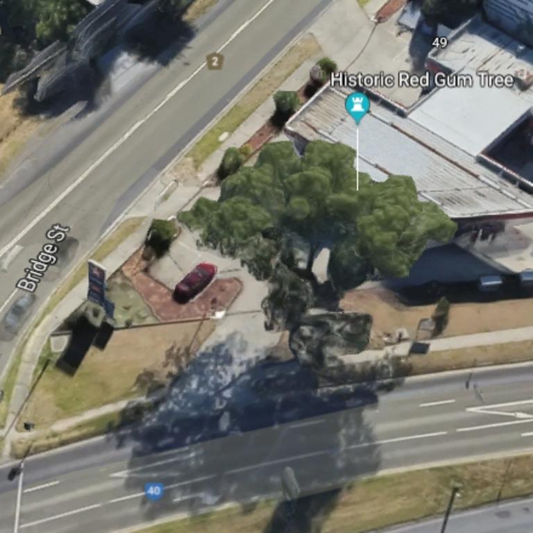 The historic redgum on the corner of Manningham Rd and Bridge St.