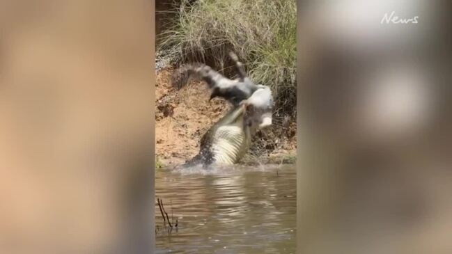 Crocodile feasts on feral pig